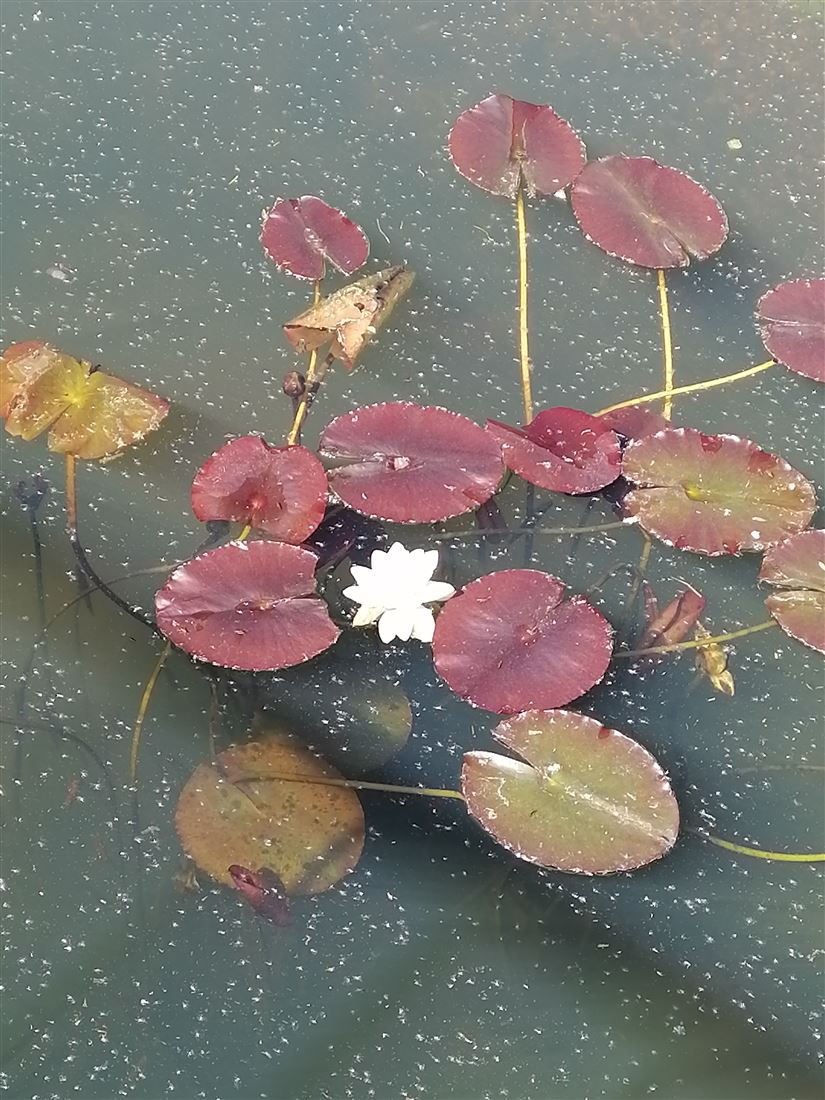 Купить  коммерческую недвижимость