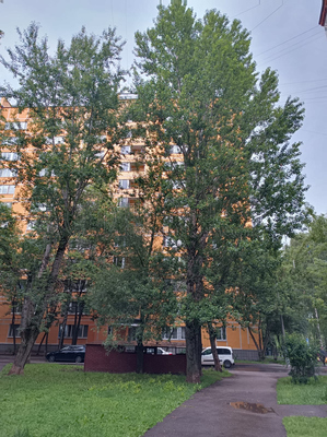 Купить 3-комнатную квартиру