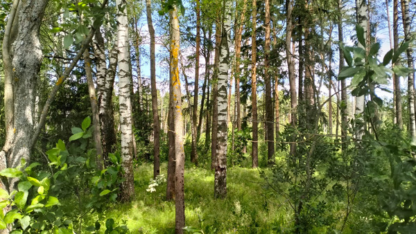 Купить  участок